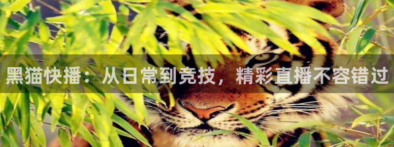 蜘蛛直播体育篮球：黑猫快播：从日常到竞技，精彩直播不容错过